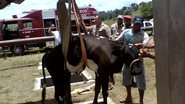 Imagem Vaca cai em estação de tratamento da Embasa