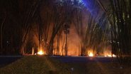 Imagem Bambuzal do aeroporto de Salvador é atingido por chamas