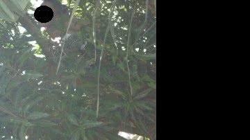 Imagem Jaguaquara: menina se enforca do topo de uma mangueira no meio da rua