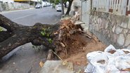 Imagem Árvore gigante cai em rua da Pituba e interdita via
