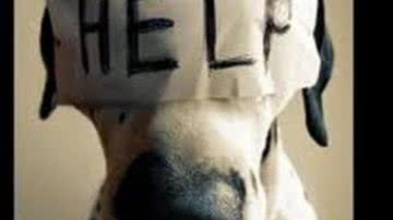 Imagem Projeto que aumenta pena por maus-tratos a animais está parado na Câmara