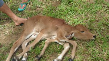 Imagem Bezerro nasce com seis patas no município de Varzedo