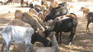 Imagem Governo inclui pecuaristas no Garantia Safra após pedido de deputado