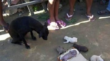 Imagem Cadela dá luz a “cachorro humano” e choca população