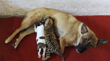 Imagem Foto: cadela dá mama a filhote de tigre na China