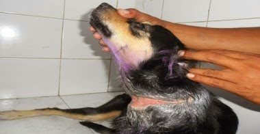 Imagem Homem é acusado de amarrar fio elétrico em pescoço de cadela para estuprá-la