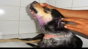 Imagem Homem é acusado de amarrar fio elétrico em pescoço de cadela para estuprá-la