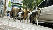 Imagem Em Dia Mundial dos Animais de Rua, protetores pedem por mais cuidados