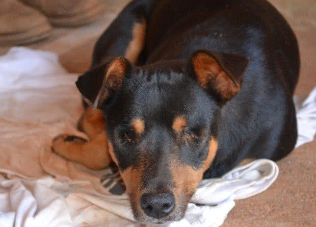 Imagem Homem adota cachorro com olhos arrancados e pálpebras costuradas
