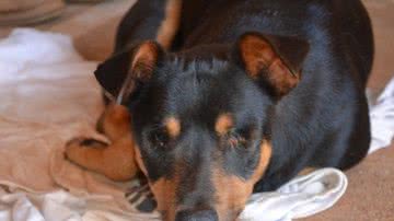 Imagem Homem adota cachorro com olhos arrancados e pálpebras costuradas