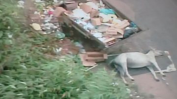 Imagem Corpo de cavalo é deixado próximo a contêiner de lixo em Coutos