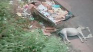 Imagem Corpo de cavalo é deixado próximo a contêiner de lixo em Coutos
