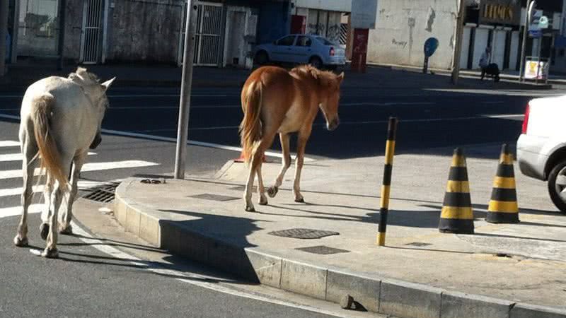 Imagem Cavalos desfilam livres na Av. Manoel Dias e atravessam na faixa