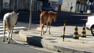 Imagem Cavalos desfilam livres na Av. Manoel Dias e atravessam na faixa