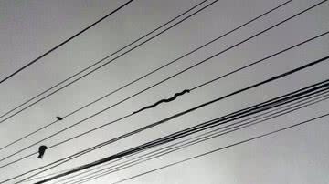 Imagem Cobra assusta moradores no bairro de Brotas