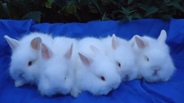 Imagem Páscoa: shopping faz exposição de coelhos de verdade para criançada