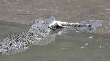 Imagem Canibalismo: vejam as fortes cenas de um crocodilo comendo outro