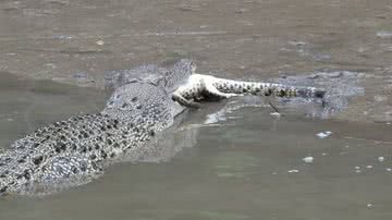 Imagem Canibalismo: vejam as fortes cenas de um crocodilo comendo outro