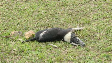 Imagem Envenenamento: cachorros e urubus morrem após agonizarem em pasto de Itapebi