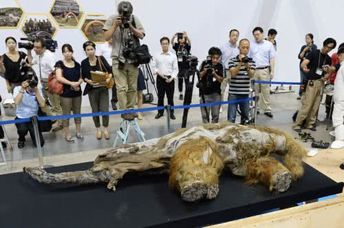 Imagem Veja fotos do corpo de uma mamute de 39 mil anos em exposição