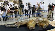 Imagem Veja fotos do corpo de uma mamute de 39 mil anos em exposição