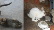 Imagem Ichu: coelho cruza com gata e nasce um bicho estranho