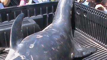 Tony Silva / Bocão News