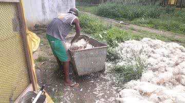 Imagem Granja perde mais de 20 mil frangos por causa do calor