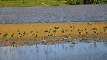 Imagem Lauro de Freitas: ação da prefeitura revitaliza manguezal em Buraquinho