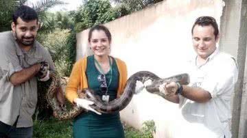 Imagem Cobra sucuri de três metros é capturada na praia de Vilas do Atlântico