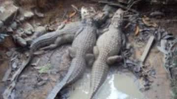 Imagem Ibama resgata jacarés em cativeiro clandestino em Eunápolis 