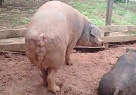 Imagem Porcos comem homem que transava com leitoa dentro de chiqueiro