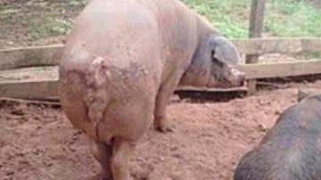 Imagem Porcos comem homem que transava com leitoa dentro de chiqueiro