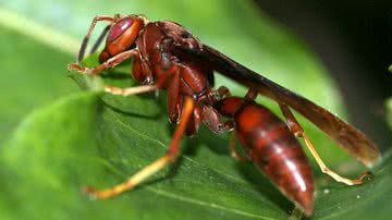 Imagem Turista morre no sul da Bahia ao ser picado por marimbondos