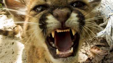 Imagem Documentaristas resgatam filhote de onça-parda abandonado na Amazônia