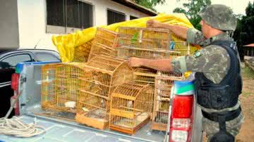 Divulgação / Blog do Anderson