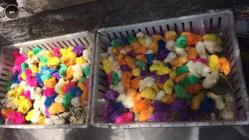 Imagem Homem vende pintos coloridos a R$ 1,50 em Brotas. Prática pode ser maus tratos