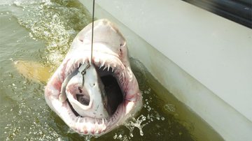 Imagem Pesquisadores fisgam tubarão enorme com outro menor na boca