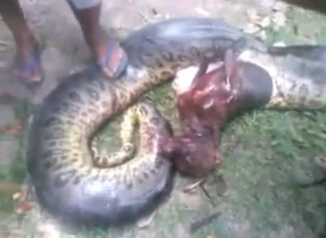 Imagem Impressionante: sucuri engole pitibull inteiro. Veja vídeo
