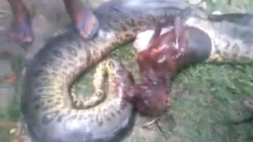Imagem Impressionante: sucuri engole pitibull inteiro. Veja vídeo
