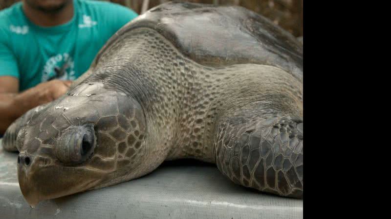 Imagem Tartaruga é encontrada boiando em praia do Subúrbio de Salvador