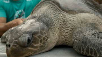 Imagem Tartaruga é encontrada boiando em praia do Subúrbio de Salvador