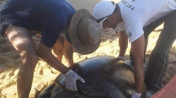Imagem PAT Ecosmar resgata tartaruga marinha de 180 kg em Cabrália 