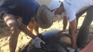 Imagem PAT Ecosmar resgata tartaruga marinha de 180 kg em Cabrália 