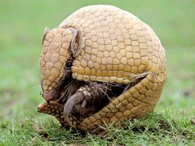 Imagem Tatu-bola da Copa pode ser extinto em 50 anos