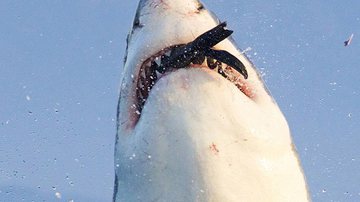 Imagem  Tubarão perde dente ao morder presa e fica &#039;banguela&#039;  