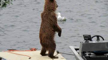 Imagem Fotos: empresário flagra urso se aventurando e moto aquática no Alasca