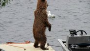 Imagem Fotos: empresário flagra urso se aventurando e moto aquática no Alasca