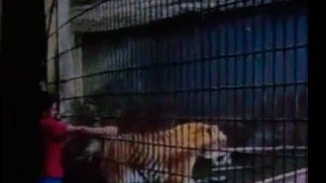 Imagem  Menino atacado por tigre em Cascavel tem braço amputado 