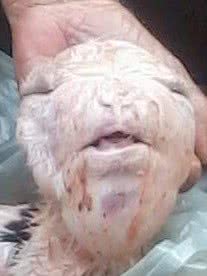 Imagem Fazendeiro diz que cabra teve filhote com cara de humano. Veja